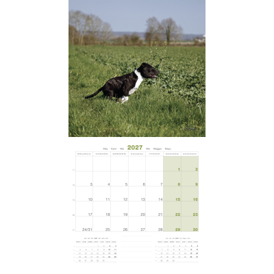 Calendar - Staffordshire Bull Terrier - 2027