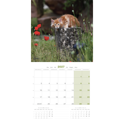 Calendar - Maine Coon - 2027