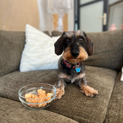 Dog Cheese Pops x6