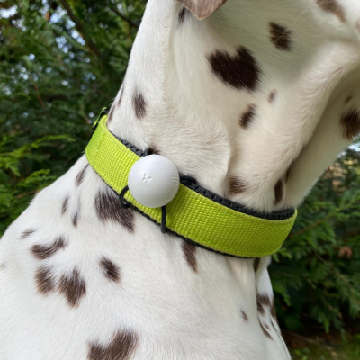 Martin Coach - nutrition and activity tracking for dogs