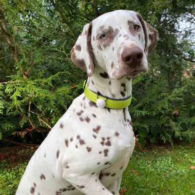 Martin Coach - nutrition and activity tracking for dogs