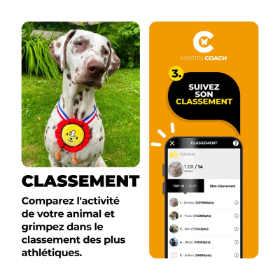 Martin Coach - nutrition and activity tracking for dogs