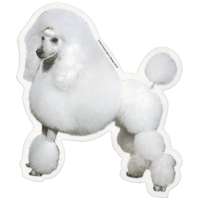 Autocollant Caniche blanc Lion - 15cm