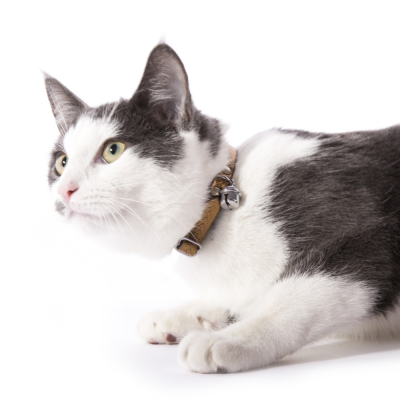 Collier chat en cuir/feutrine - Tressé - <30cm - 1.1cm - marron 1