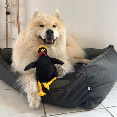 Plush toy for dog - Black rooster