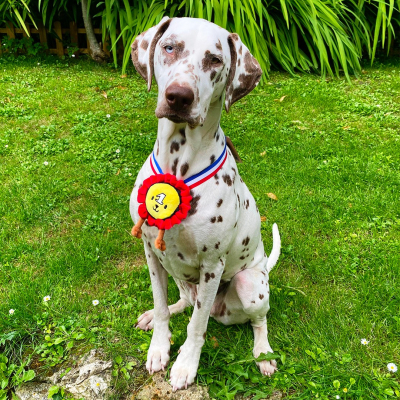 Plush toy for dog - Medal