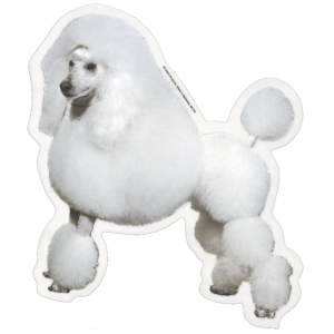 Sticker - Poodle - 14/15cm - white x 1