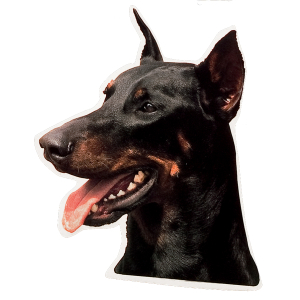Sticker - Doberman - 14/15cm - black x 1