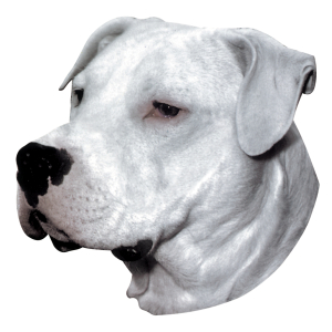 Sticker - Dogo Argentino - 14/15cm - white x 1
