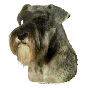Autocollant - Schnauzer - 14/15cm - gris x 1