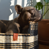Collier pour chien nylon orange -  2 x 40 à 55 cm