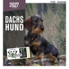 Calendar - Dachshund - 2027 1