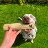Harnais baudrier pour chien en nylon mauve - larg 16 mm Long 35 à 50cm