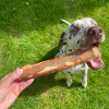Laisse en nylon rond rouge pour chien