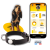 Collier pour chien - collection Explorer - Téo Jasmin - Laisse de taille 100 x 1 cm