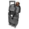 Laisse de dressage 3 positions pour chien - Chrys - larg 20mm Long 220cm