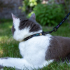 Harnais pour chien - Chili