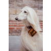Gamelle pour chien - inox et mélaminées - vert - 0,5 L