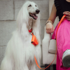 Gamelle pour chien - mélaminées - Présentoir de 6 boites - 0,50 L