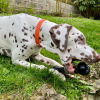 Jouet latex - Collection Oiseaux - Rossignol vert/noir