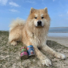 Shampooing pour chien et chat - Herbal - Anju Beauté - 500 ml