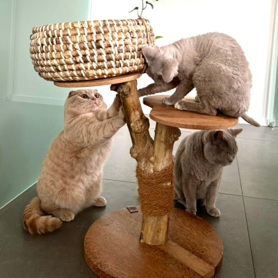 Arbre à chat Caféier