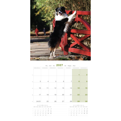 Calendar - Australian Shepherd - 2027