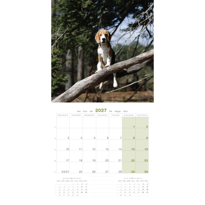 Calendrier - Beagle - 2027
