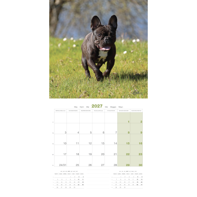 Calendrier - Buledogue francais - 2027