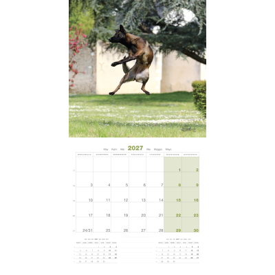 Calendar - Belgian Malinois Shepherd - 2027