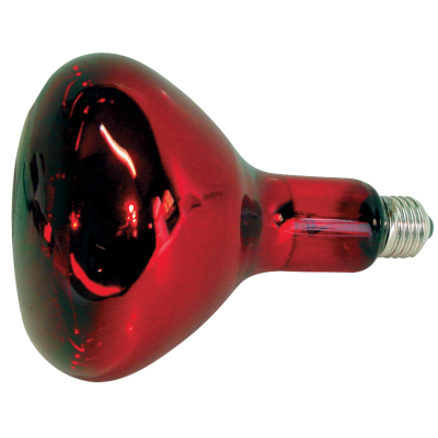 Ampoule Infrarouge pour lampe d'élevage chien