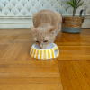 Melamine cat bowl - Happy Line - 150ml - multicolour x 6