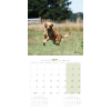 Laisse pour chien multiposition nylon rond rouge - 1,3 x 192 cm 