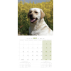 Laisse pour chien - nylon rond beige - 1 m