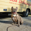 Jouet pour chien - Poulet - 38cm