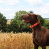 Jouet pour chien - corde 2 nœuds camouflage - diam 2,5 Long 30 cm