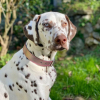 Jouet pour chien - Peluches écrasées - Castor
