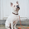 Manteau doudoune pour chien - Ethnic Beige - Longueur 35cm