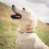 Tondeuse pour chien - Oster A6 slim & comfort - tondeuse pro - 1 tondeuse