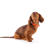 Parfum Chien - Héry - 50ml