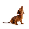 Parfum Chien - Héry - 50ml - Vanille