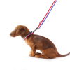 Baignoire pour le toilettage pour chiens – S’adapte dans tous les espaces - Vivog