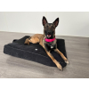 Sweat "Rock dog" rose - 50cm