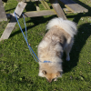 Pull pour chien - torsadé gris - T40 - 40cm