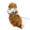 Laisse cuir pour chien - Color bleu - 0 cm x 1 cm
